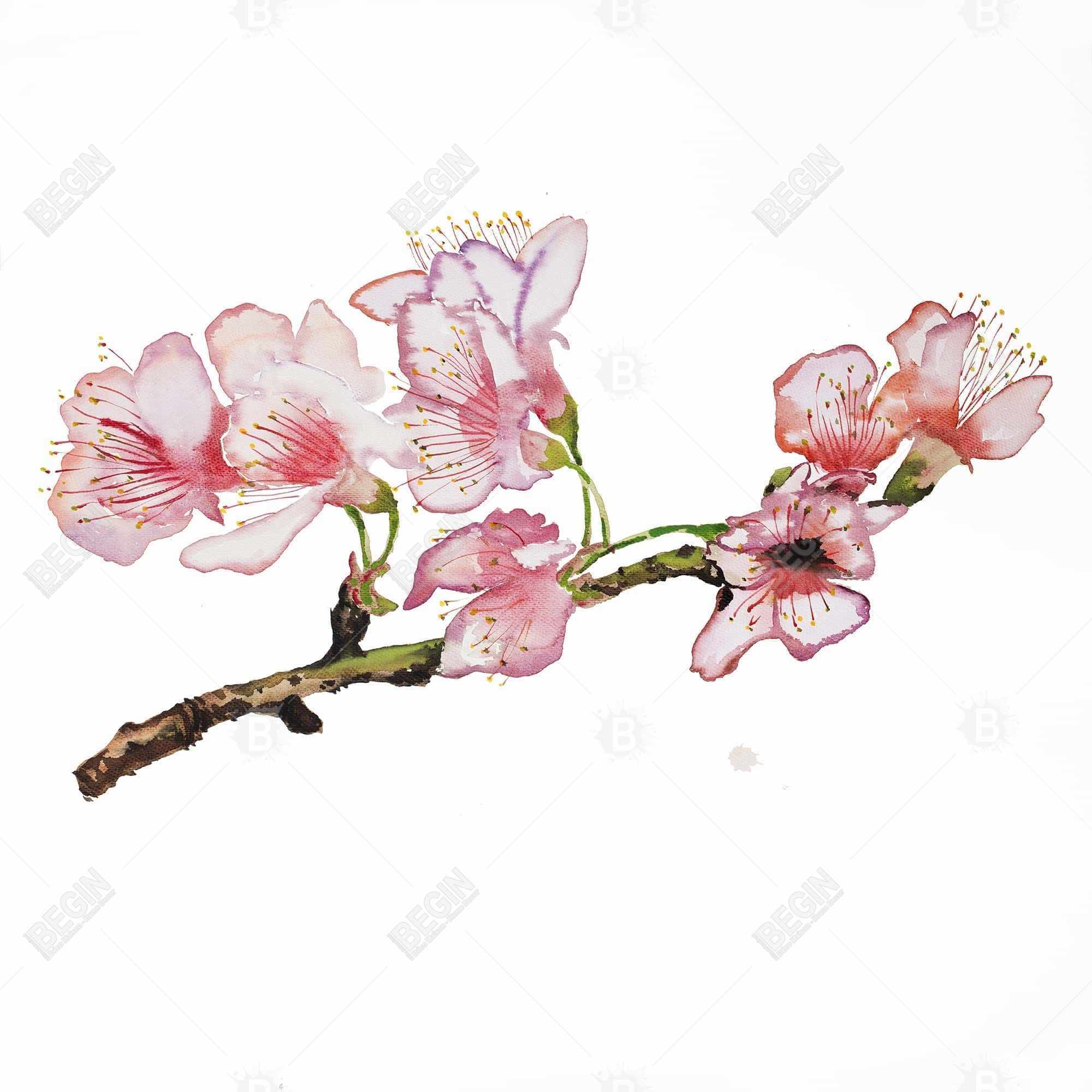 Branch of cherry blossom in pink