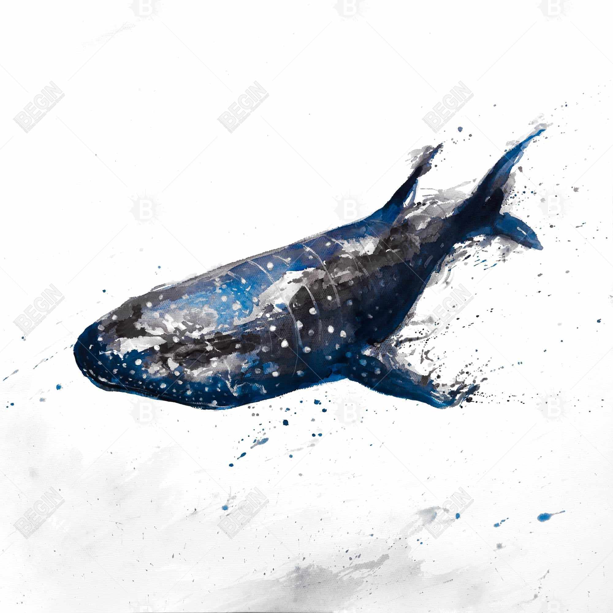 Requin baleine abstrait