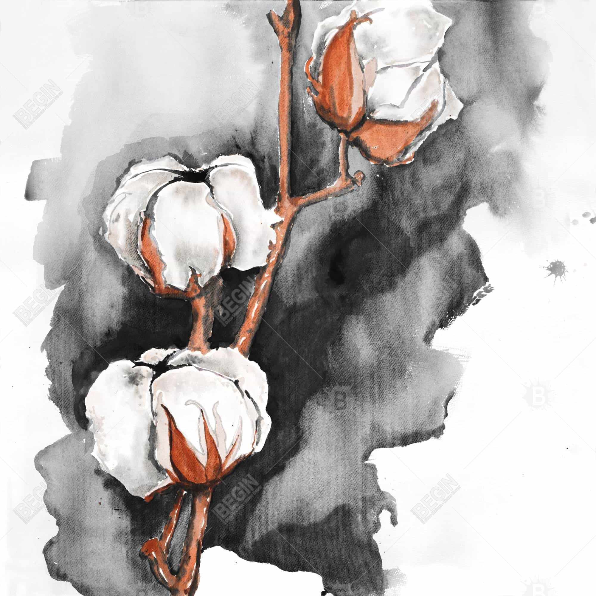 Cotton flowers on a black background