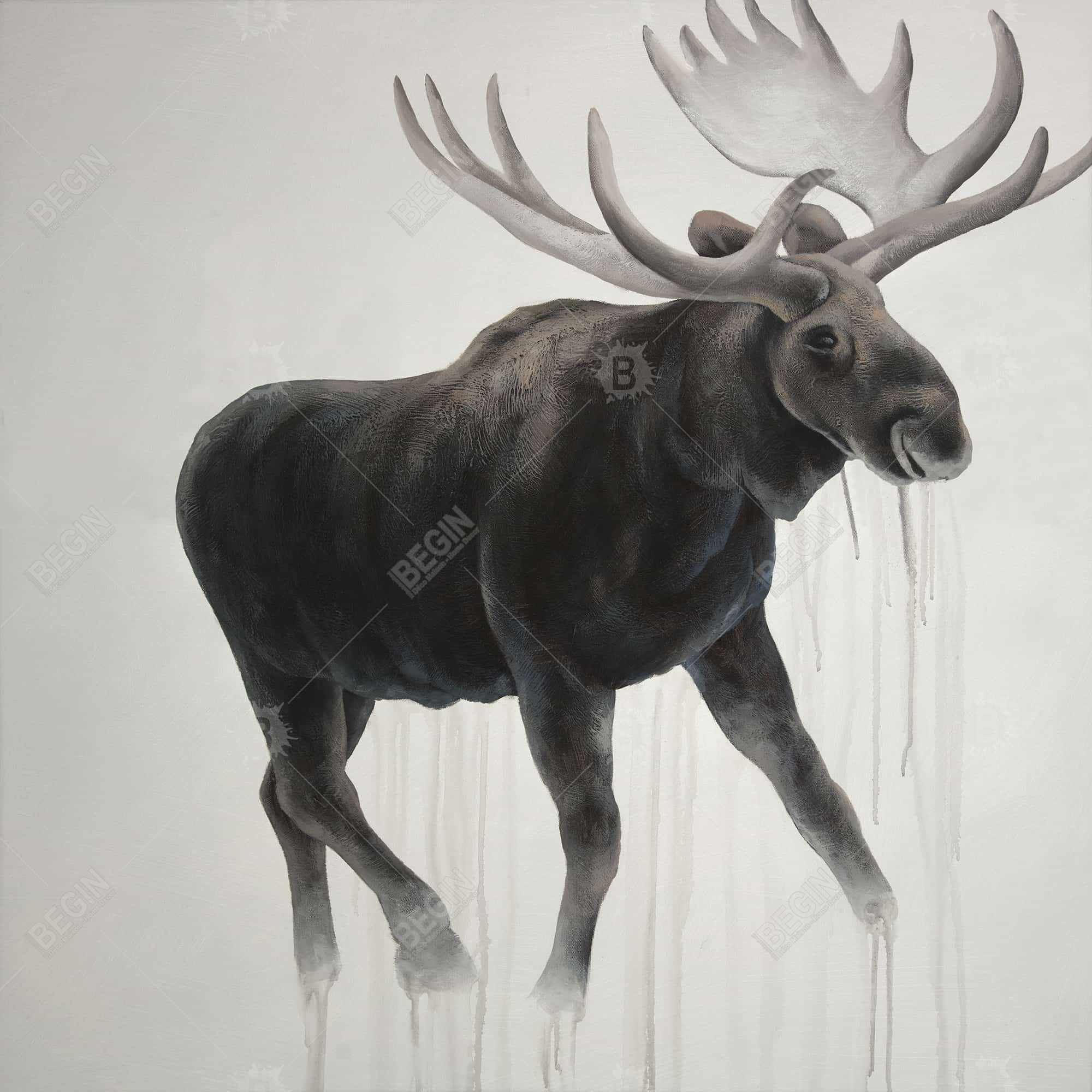 Walking moose 