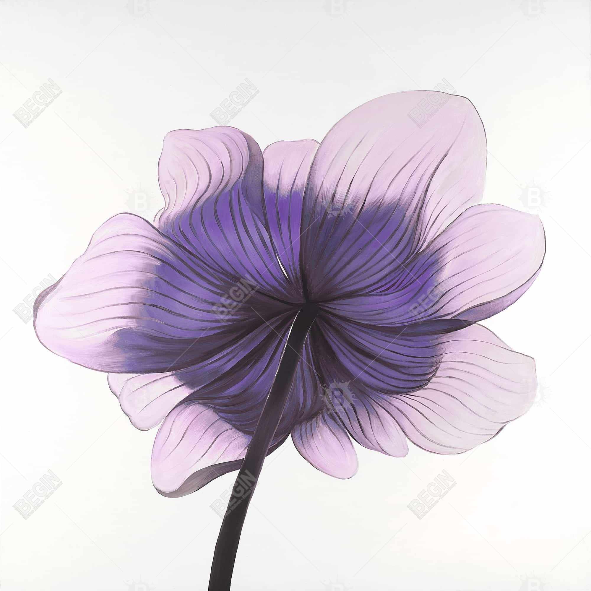 Beautiful anemone purple flower