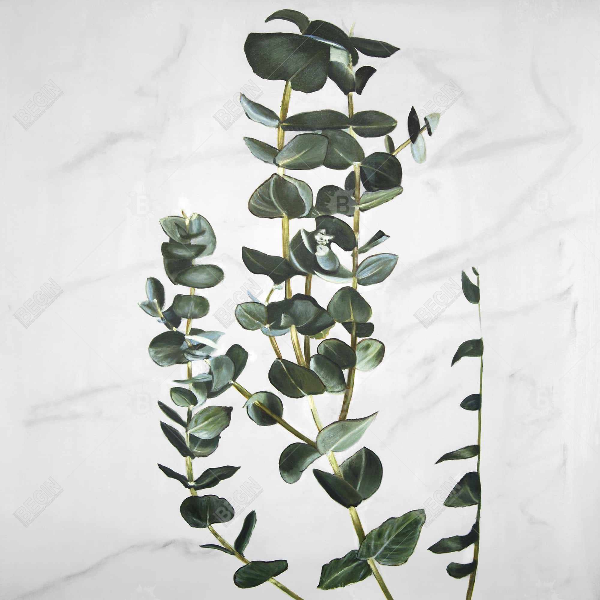 Tiges d'eucalyptus