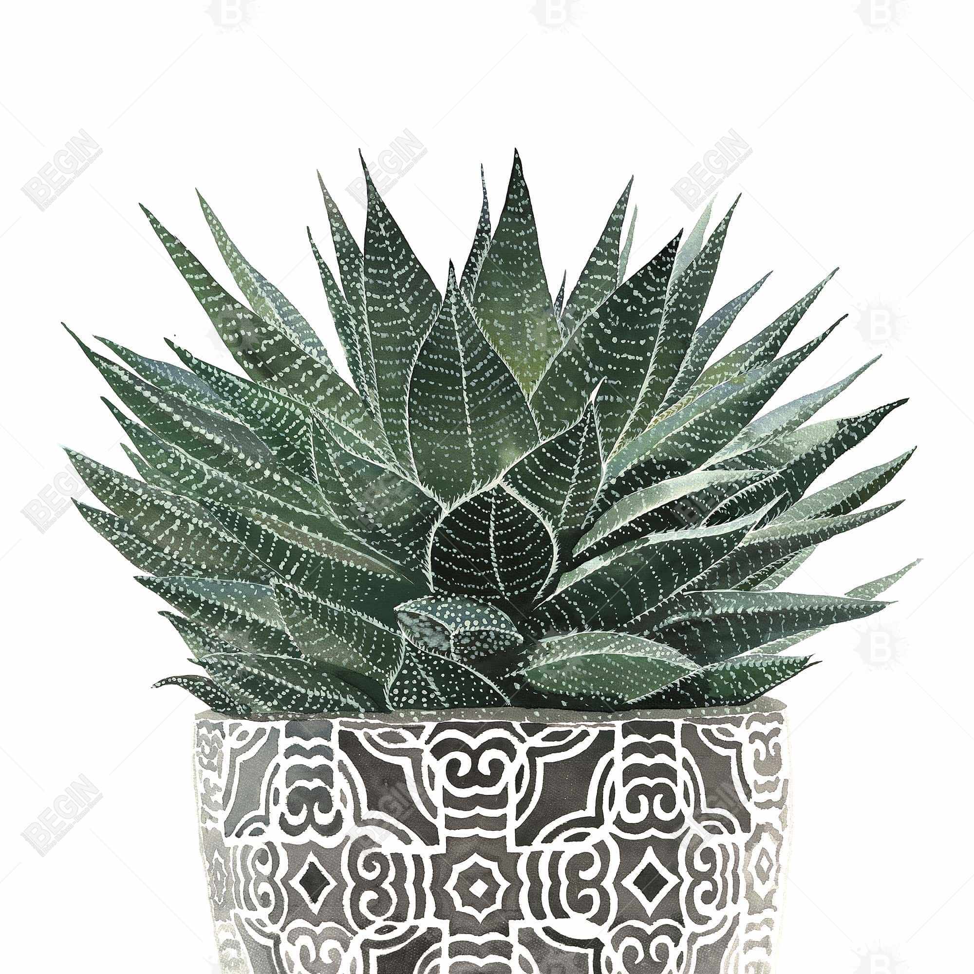 Zebra plant succulent