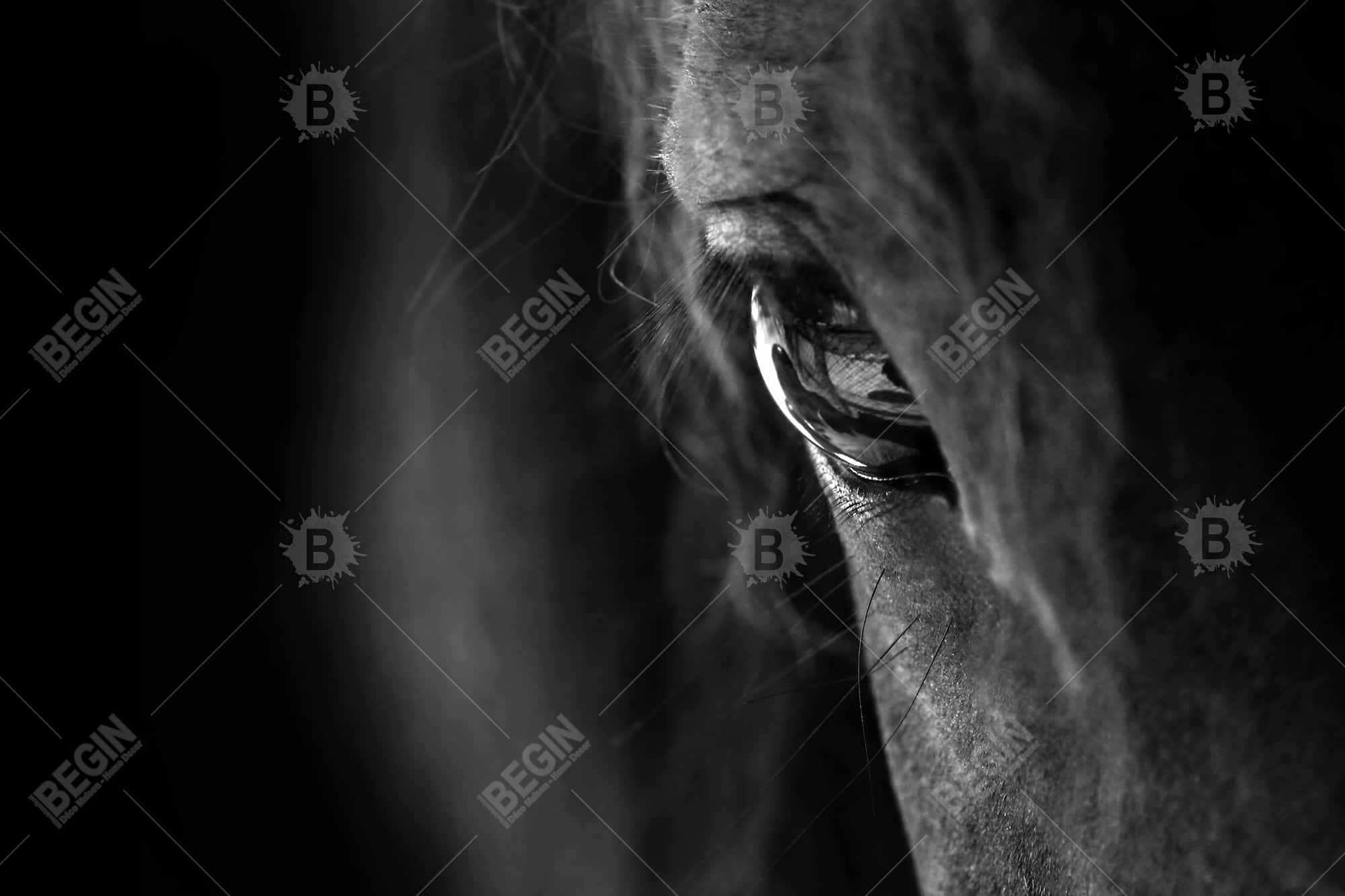 Cheval noir