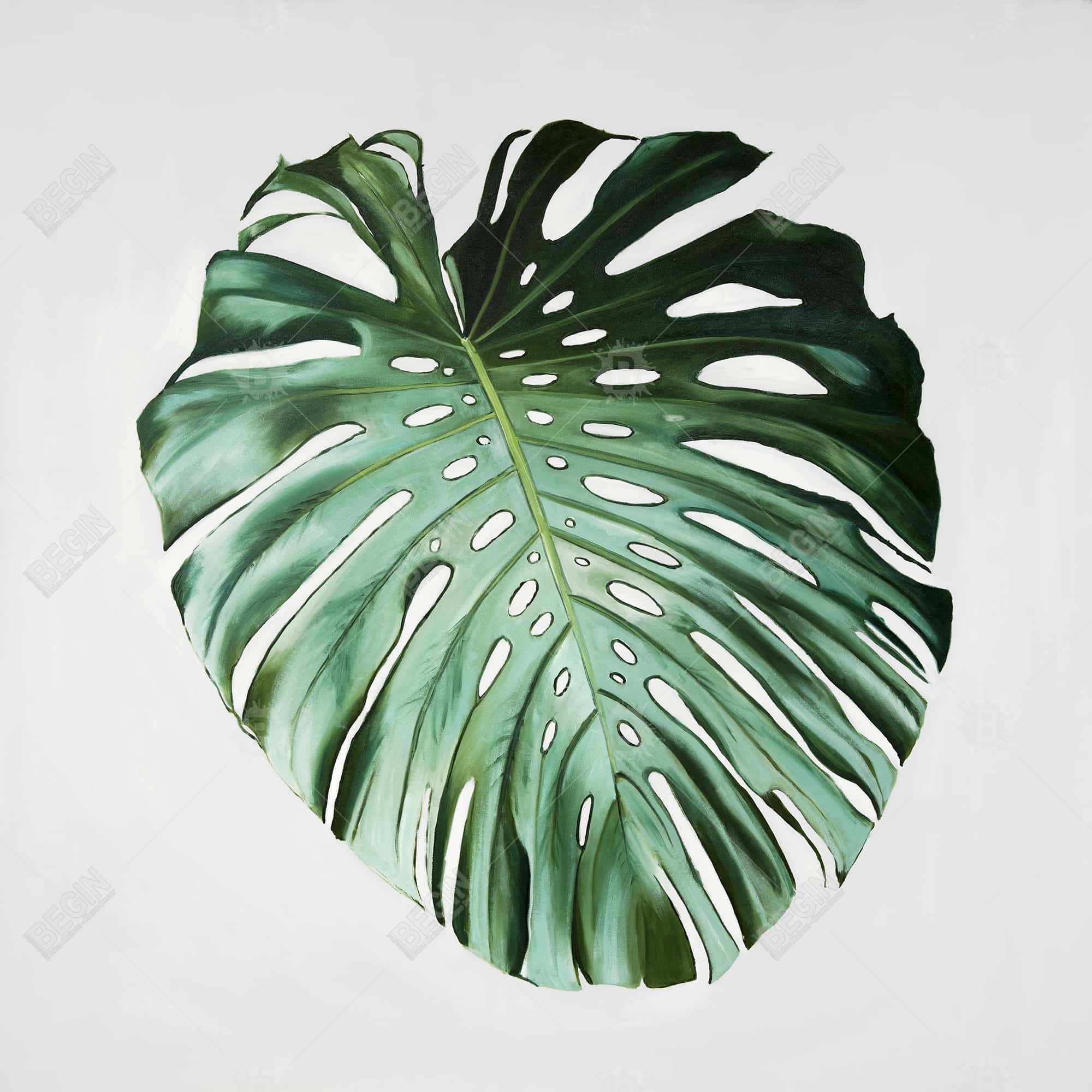 Monstera leaf