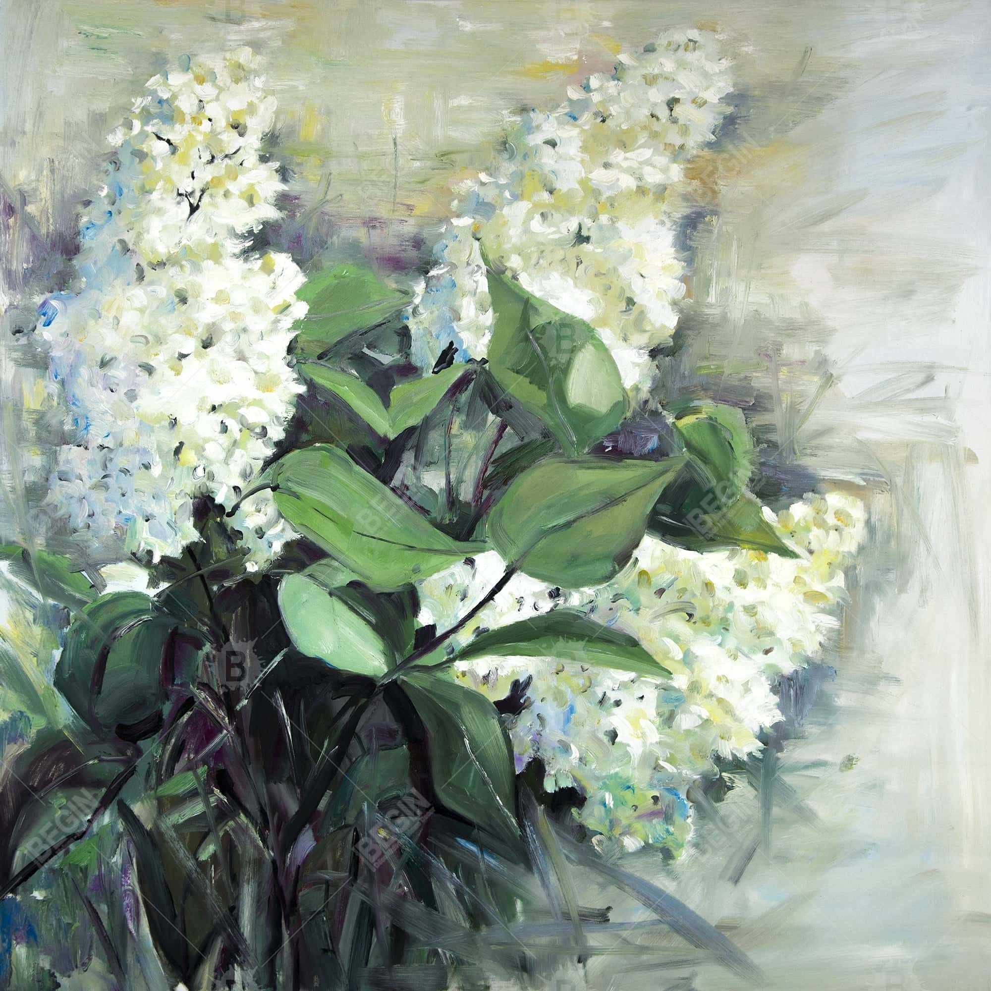 Lilas blanc