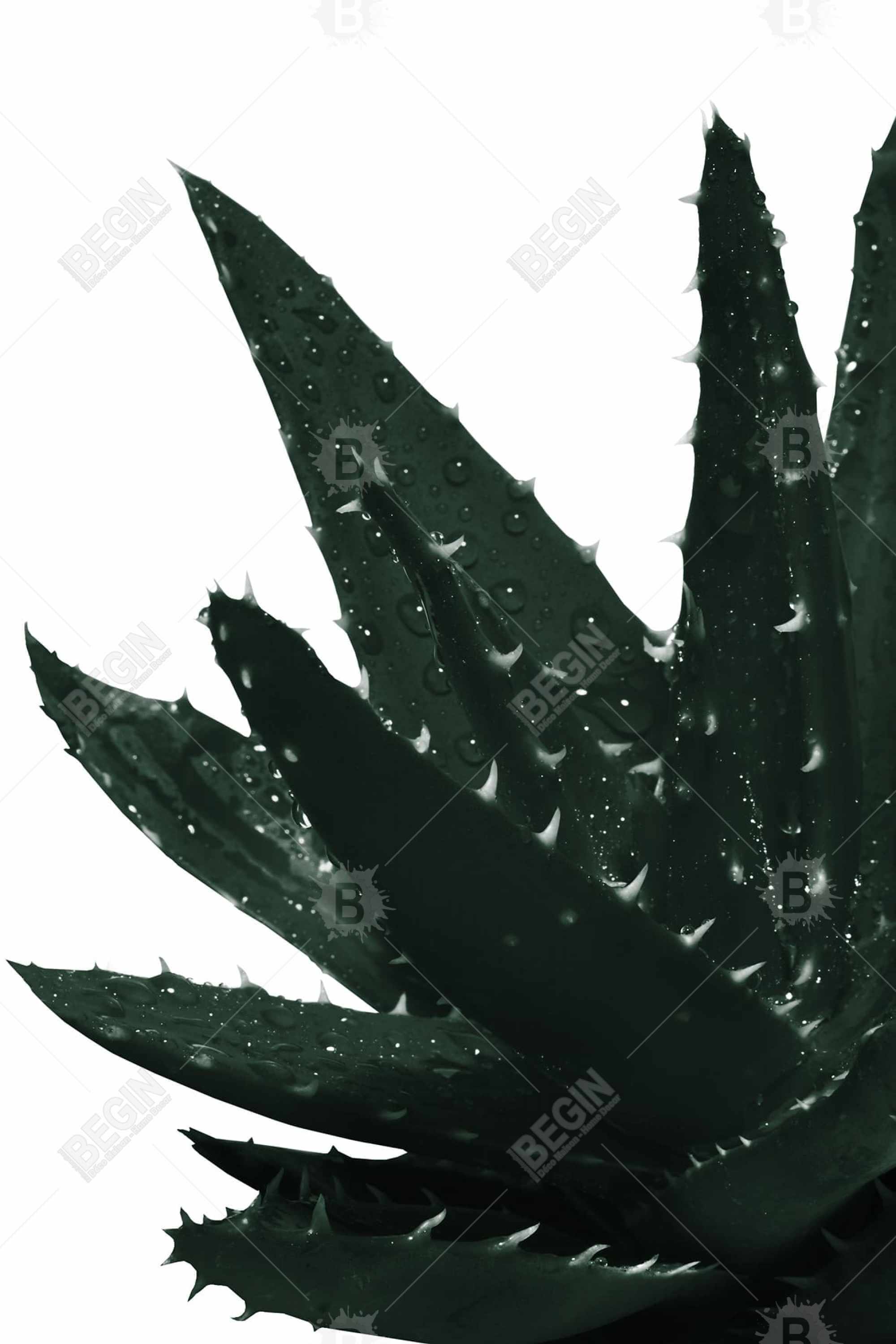 Plante aloès