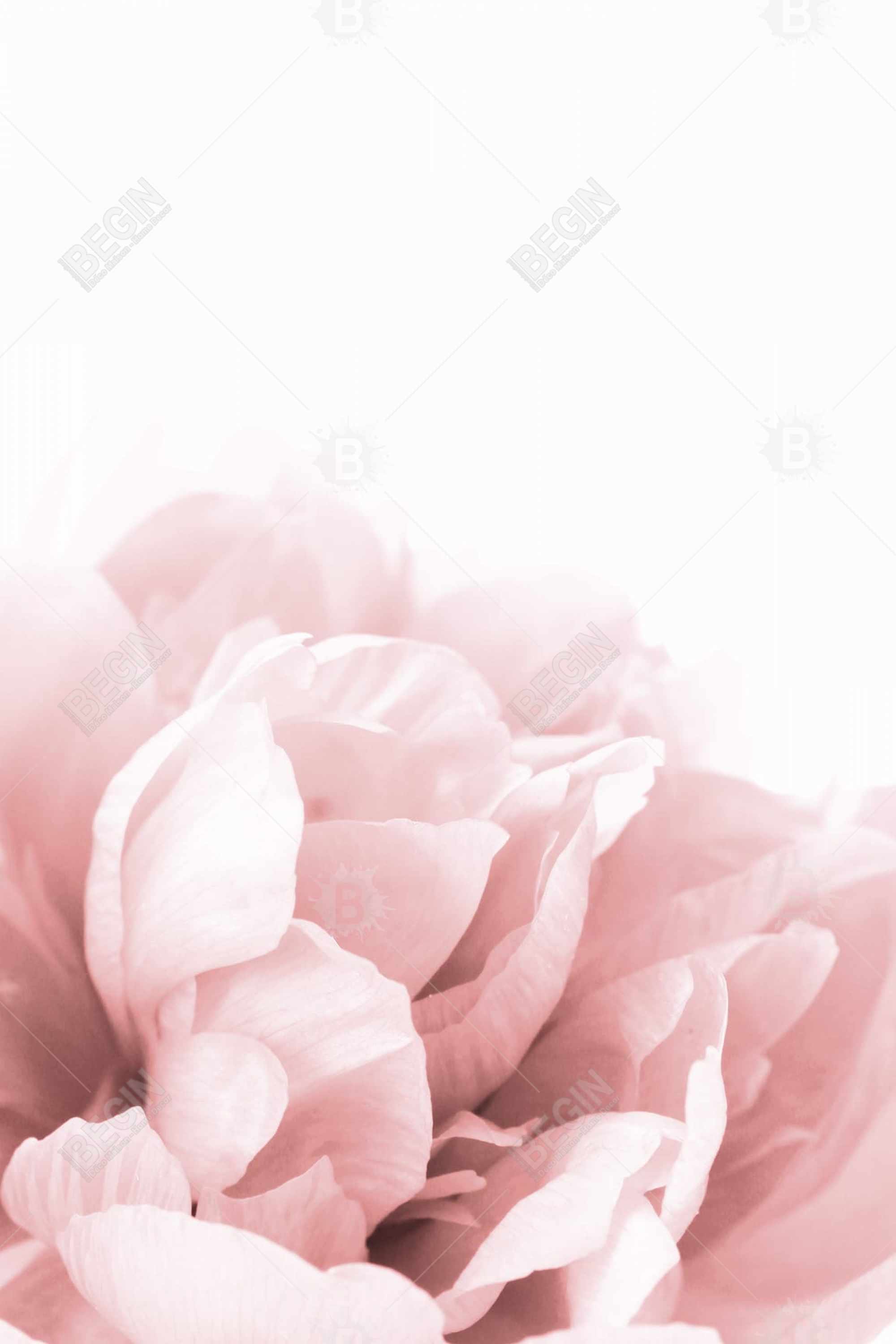 Peonie, fleur de rêve