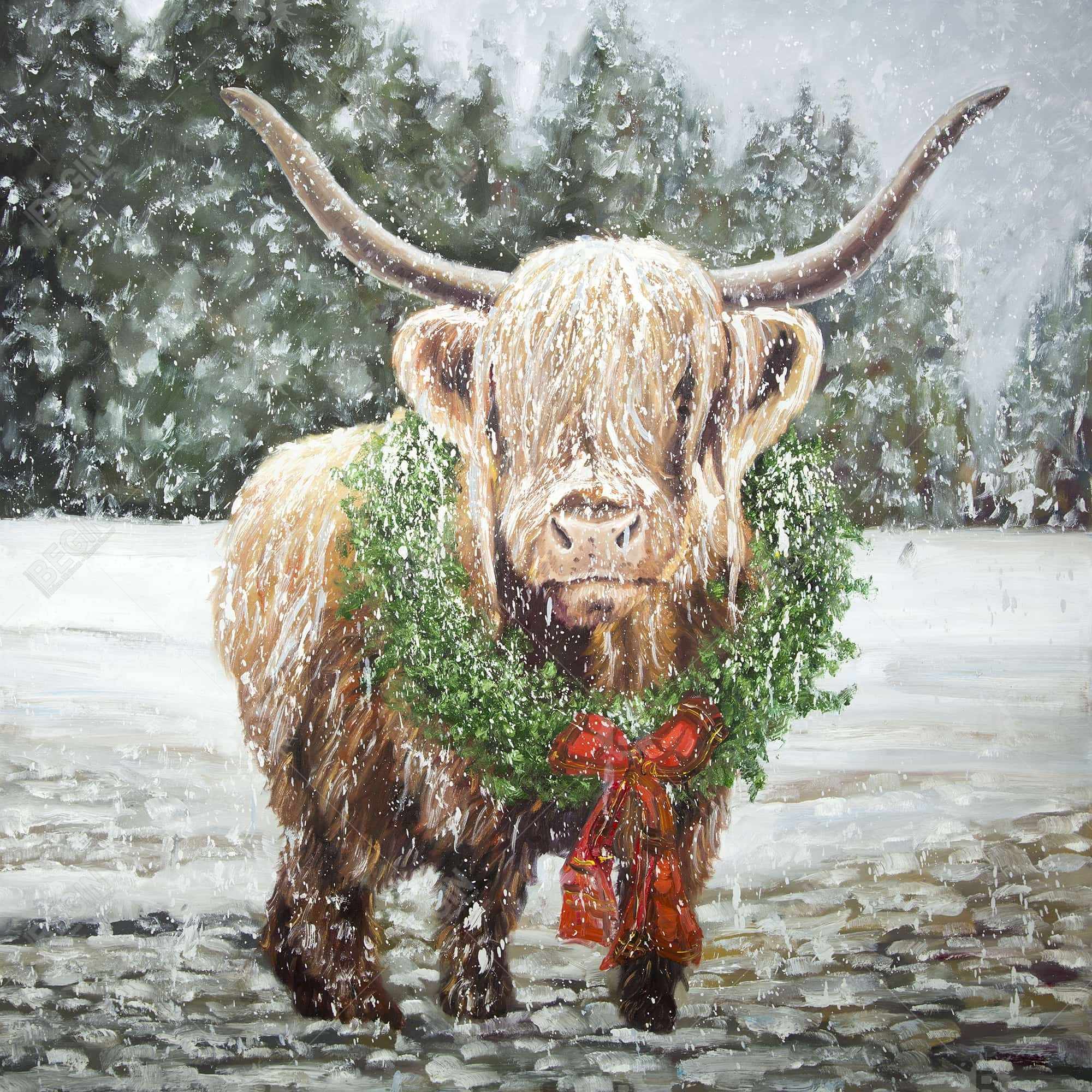 Vache highland de noël