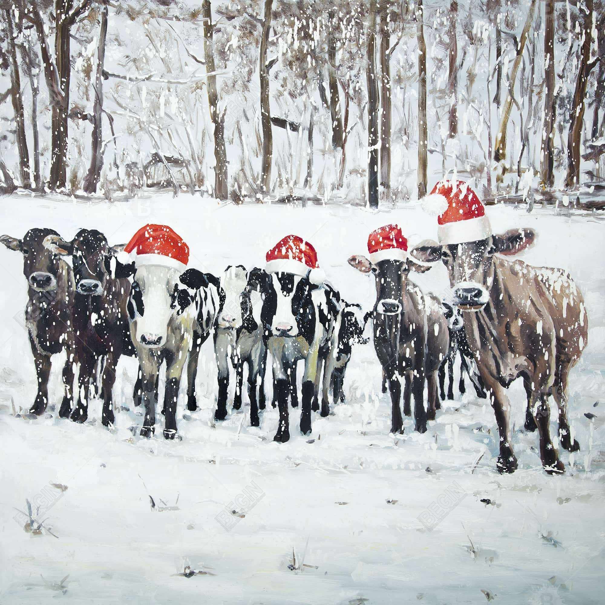 Curious christmas cows