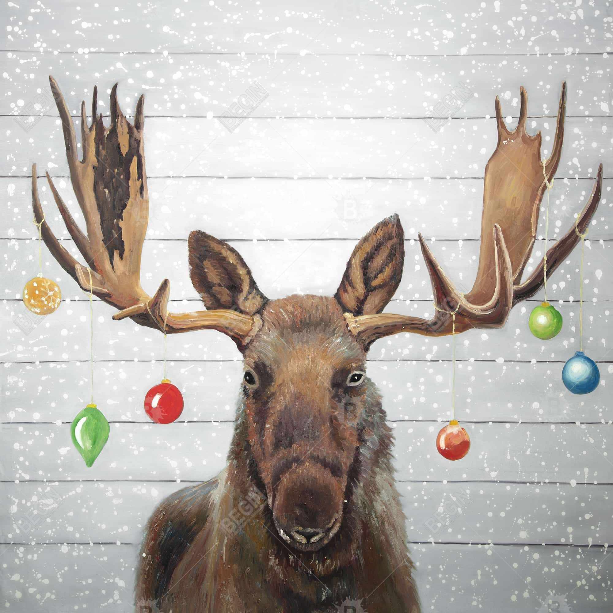 Moose has christmas balls