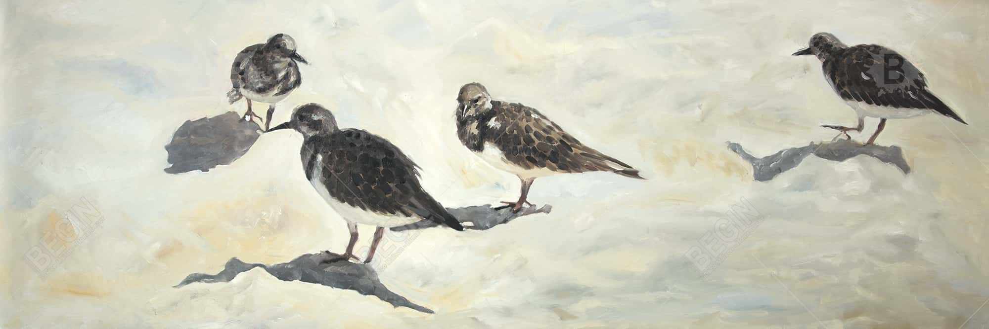 Oiseaux bécasseau