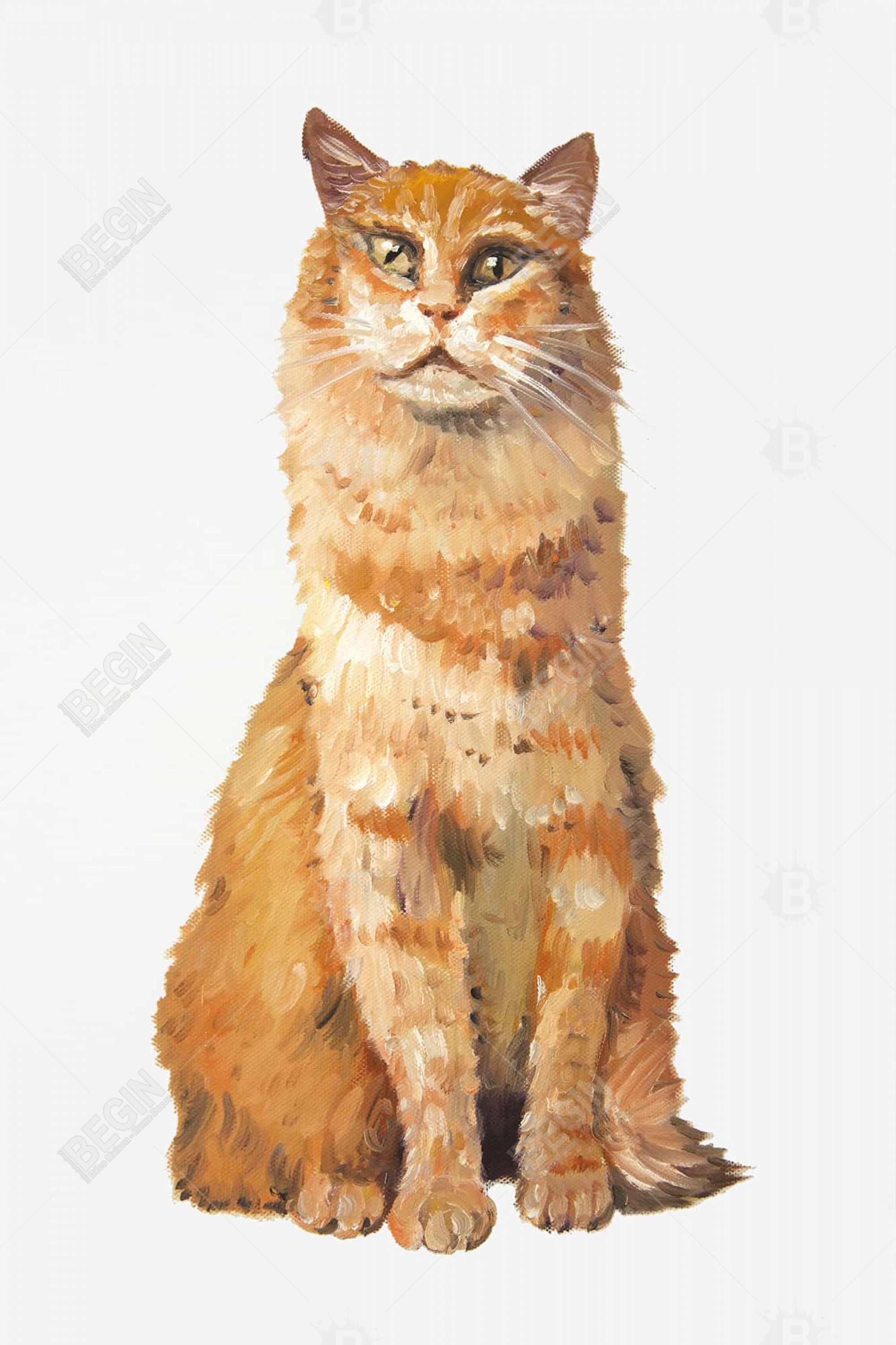 Chat roux
