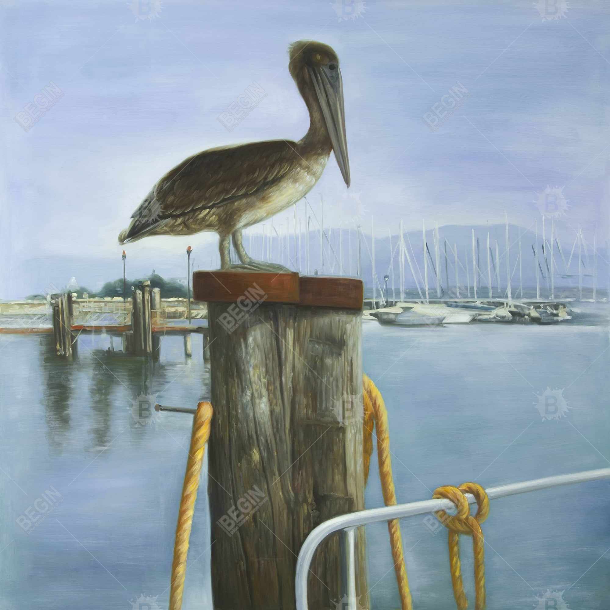 Pelican