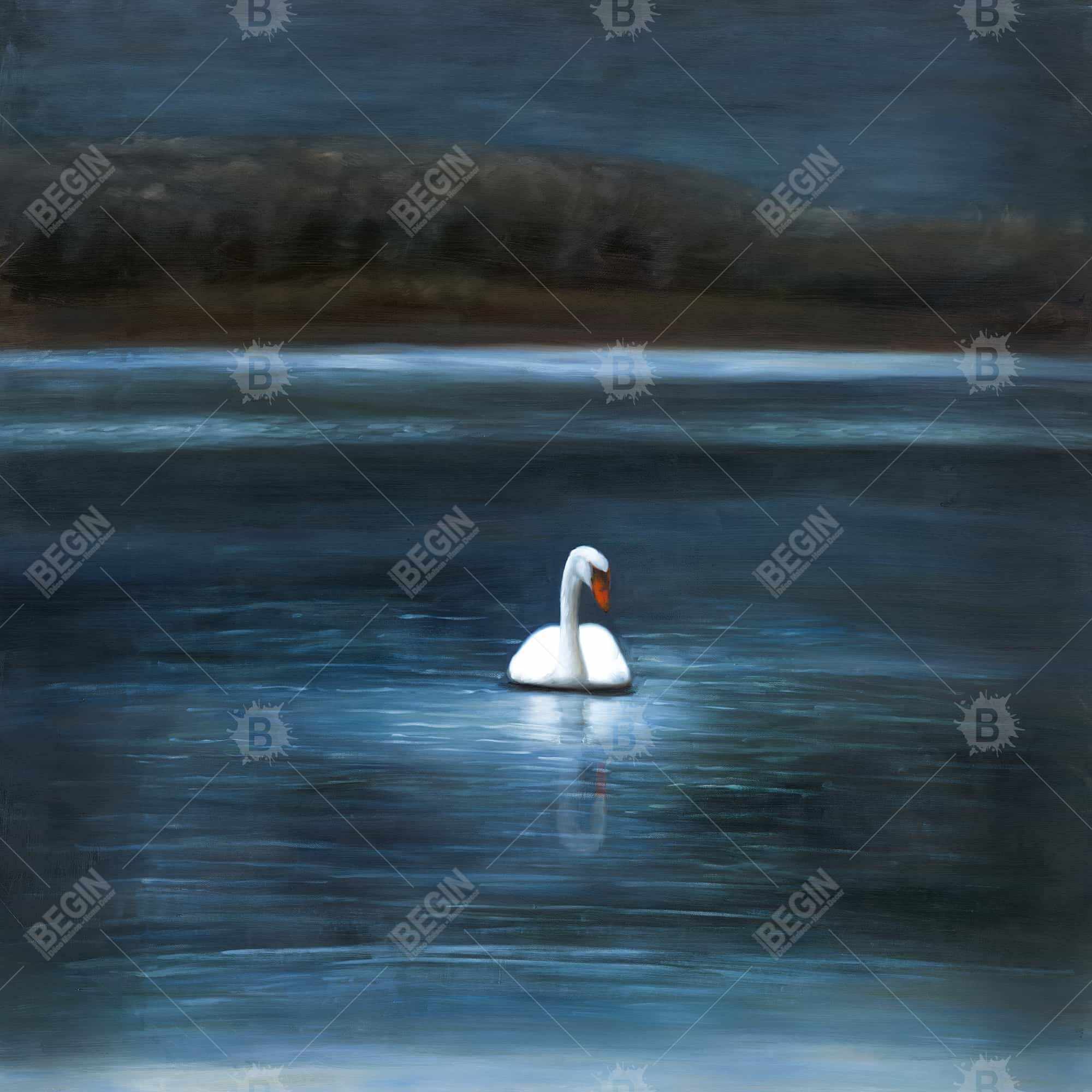 Magnifique cygne
