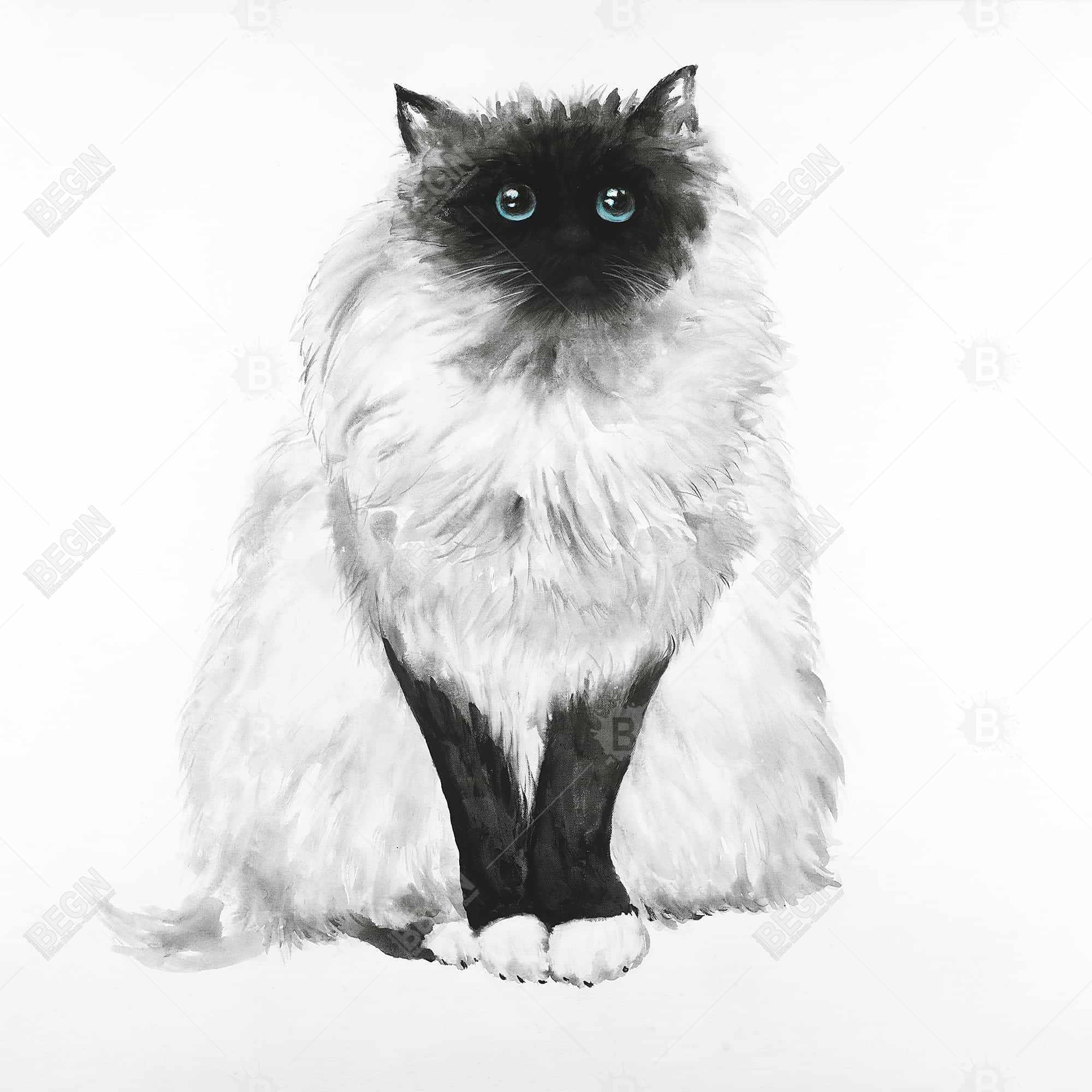 Blue eyes fluffy siamese cat